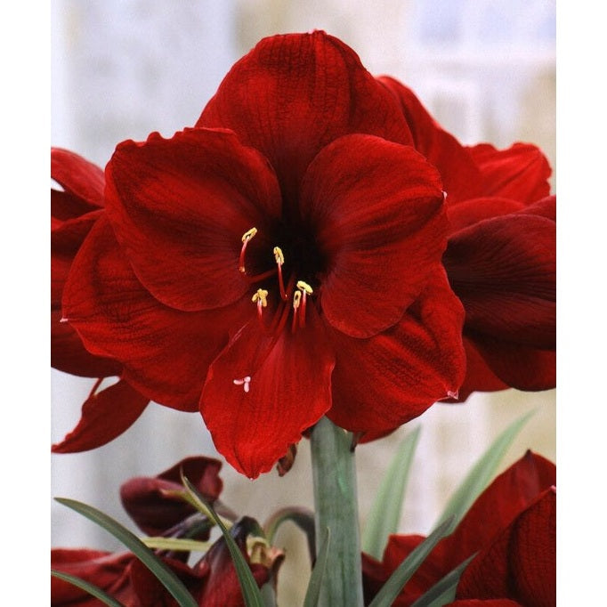Amaryllis-Hippeastrum 'Benfica' 1-pakning