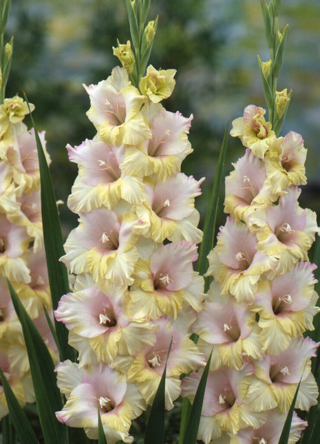 Gladiolus Mon Amour 10-pakning