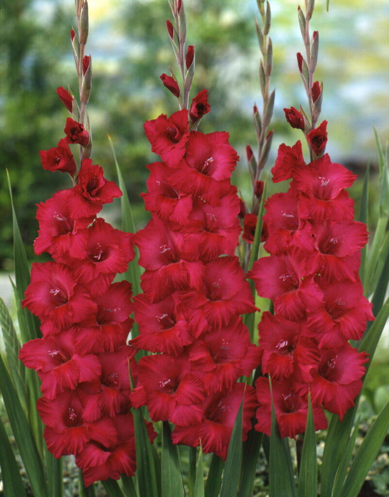 Gladiolus Plumtart 10-pakning