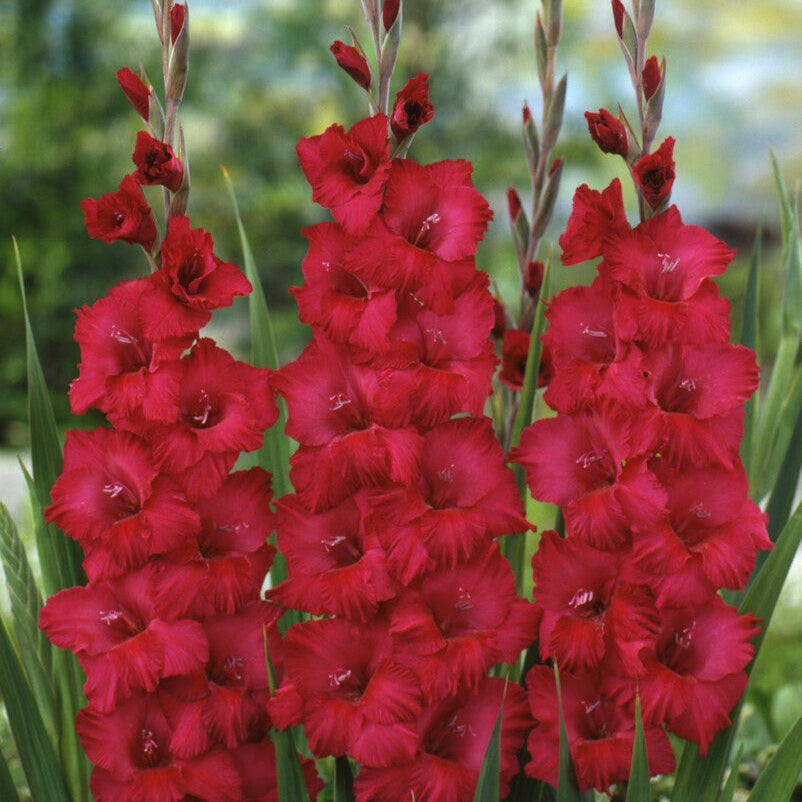 Gladiolus Plumtart 10-pakning