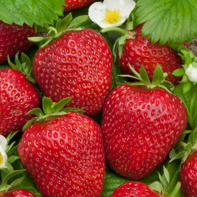 Jordbær-Cherry Berry 3-pakning