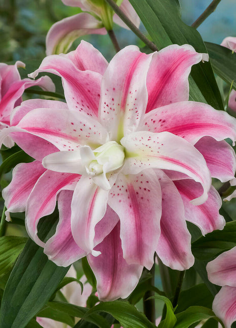 Lily-Lilium Søt rosenrød 1-pakning