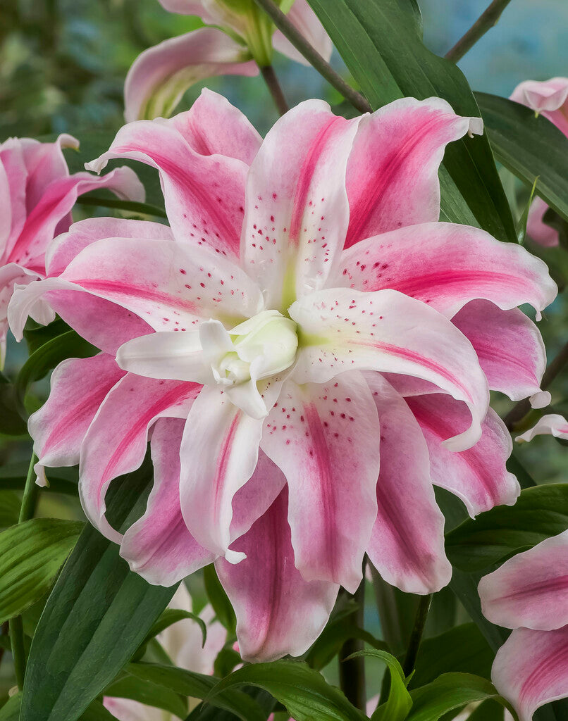 Lily-Lilium Søt rosenrød 1-pakning