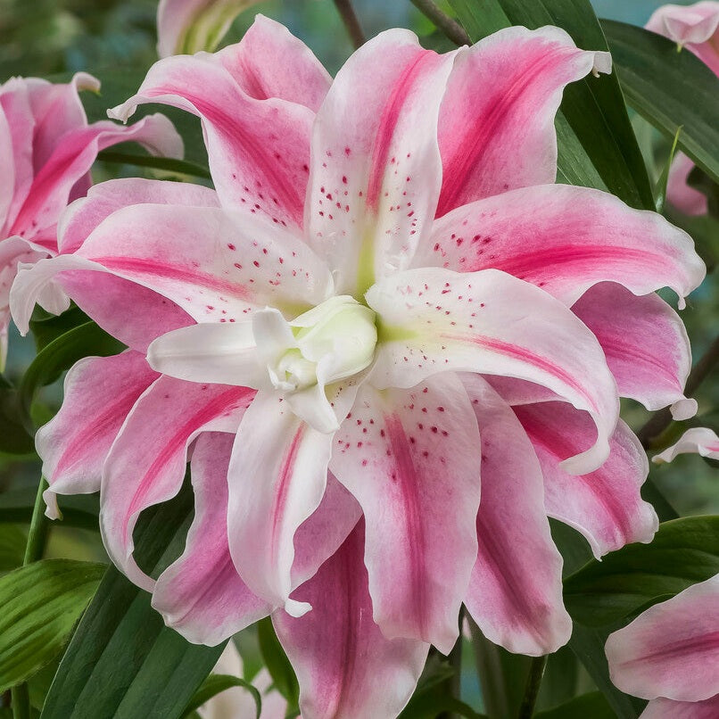 Lilje-Lilium Sweet Rosy 1-pakning