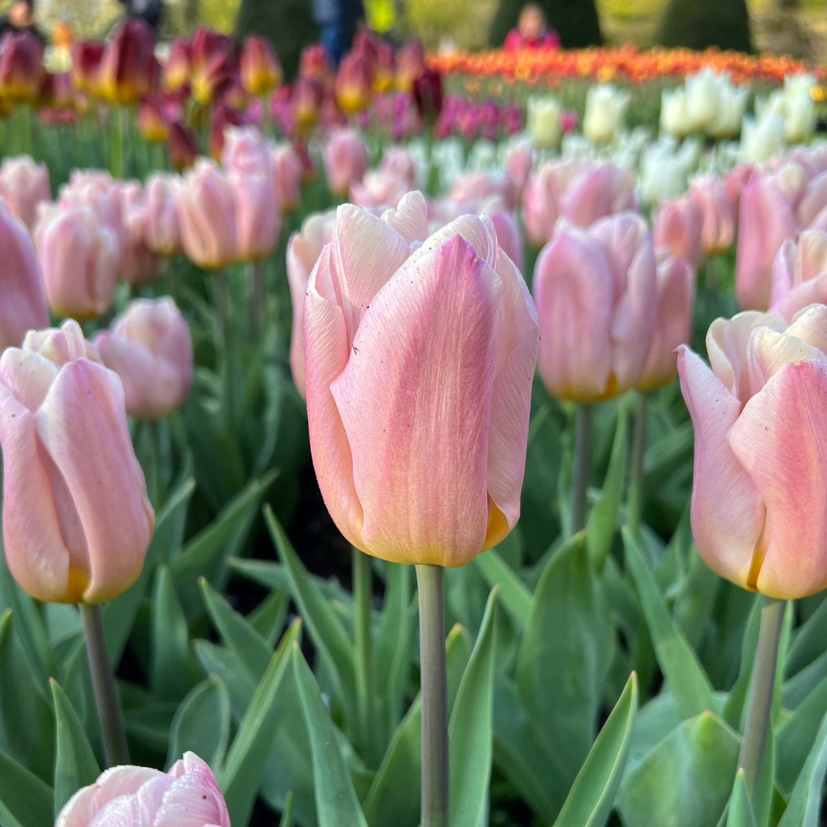 Tulipan Apricot Delight 7-pakning