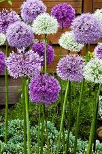 Allium Mix 15-pakning