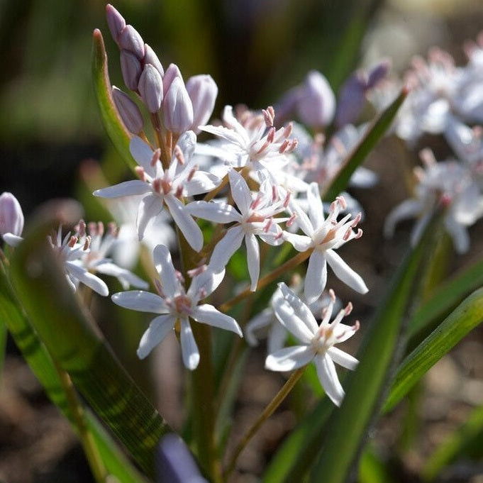 Tidlig blåstjerne - Scilla bifolia 'Bifolia Rosea' 10-pakk