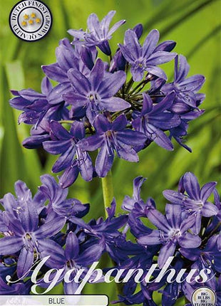 Afrikansk blå lilje-Agapanthus Blå 1-pakk