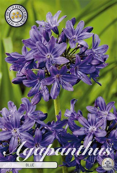 Afrikansk blå lilje-Agapanthus Blå 1-pakk