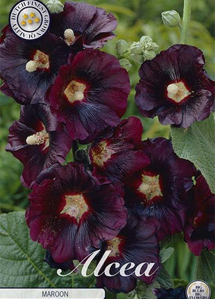 Stokrose-Alcea Maroon 1-pakning