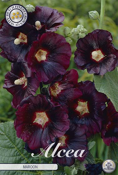 Stokrose-Alcea Maroon 1-pakning