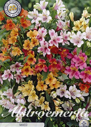 Alstroemeria Blandet 3-pakning