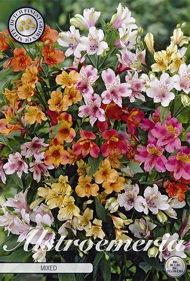 Alstroemeria Blandet 3-pakning