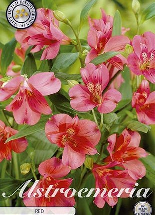 Alstroemeria Rød 2-pakning