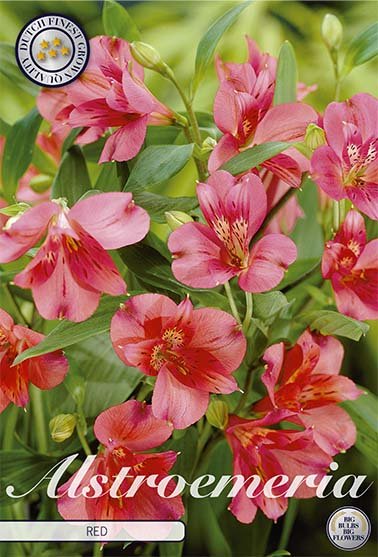 Alstroemeria Rød 2-pakning