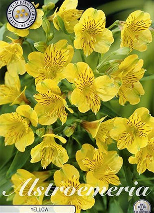 Alstroemeria Gul 2-pakning