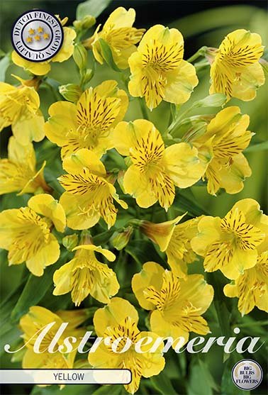 Alstroemeria Gul 2-pakning