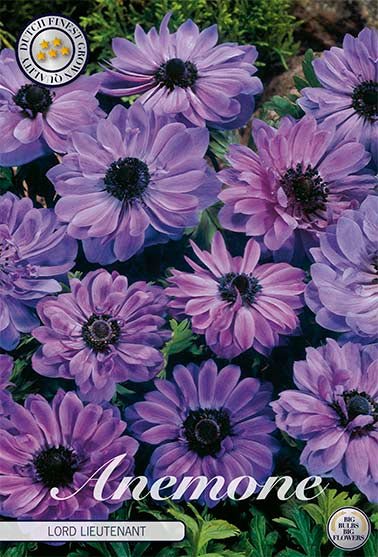Bukettanemon-Anemone Coronaria Lord Lieutenant 15-pakning