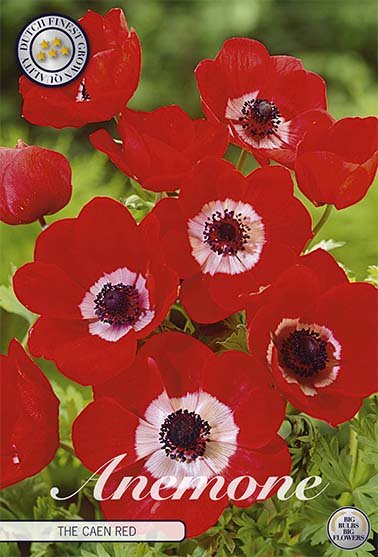 Bukettanemon-Anemone Coronaria The Caen Rood 15-pakning