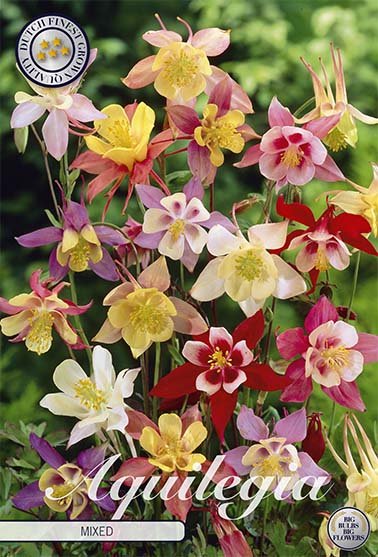 Akleja-Aquilegia Blandet 3-pakning