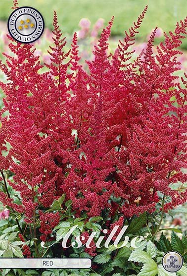 Astilbe Rød 1-pakning