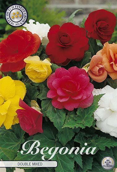 Begonia Dobbel Blandet 3-pakning