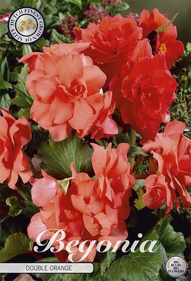 Begonia Dobbel Orange 3-pakning