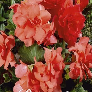 Begonia Double Oransje 3-pakning