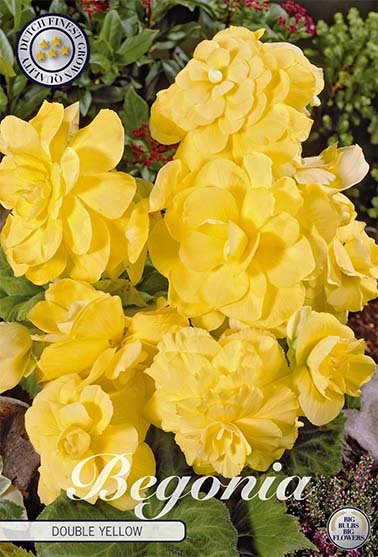 Begonia Dobbel Gul 3-pakning