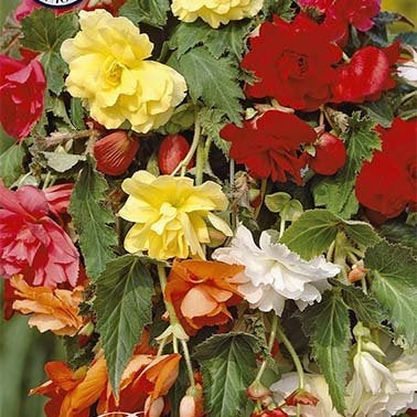 Begonia Pendula Mixed 3-pakning