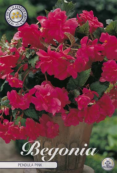 Begonia Pendula Rosa 3-pakning