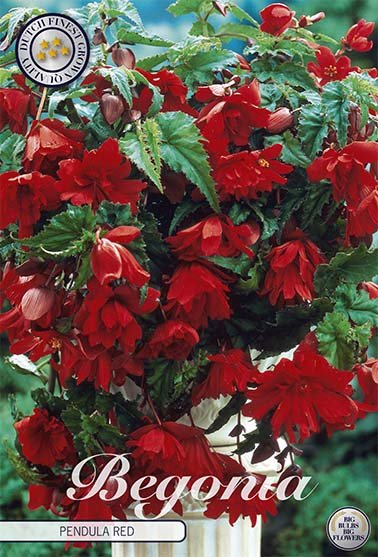 Begonia Pendula Rød 3-pakning