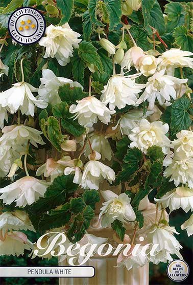 Begonia Pendula Hvit 3-pakning