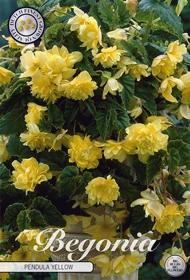 Begonia Pendula 'Yellow' 3-pakning