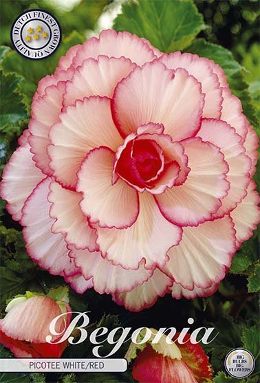 Begonia Picotee Hvit/Rød 3-pakning