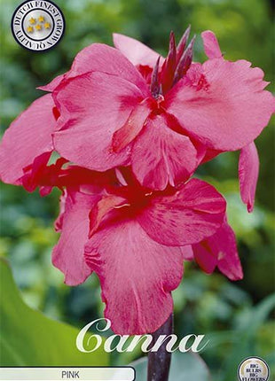 Canna Pink 1-pakning