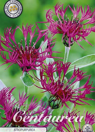 Centaurea Atropurpurea 1-pakning