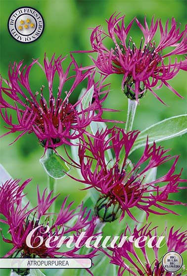 Centaurea Atropurpurea 1-pakning