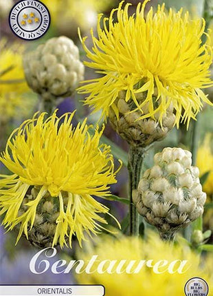 Centaurea Orientalis 1-pakning