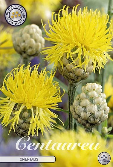 Centaurea Orientalis 1-pakning