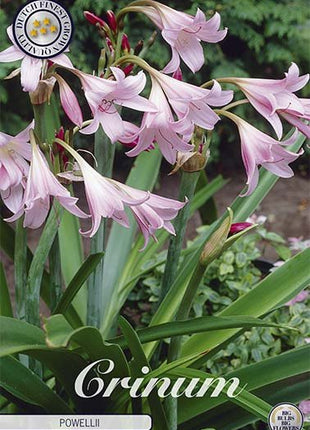 Kald jord scrinum-Crinum Powelii 1-pakning