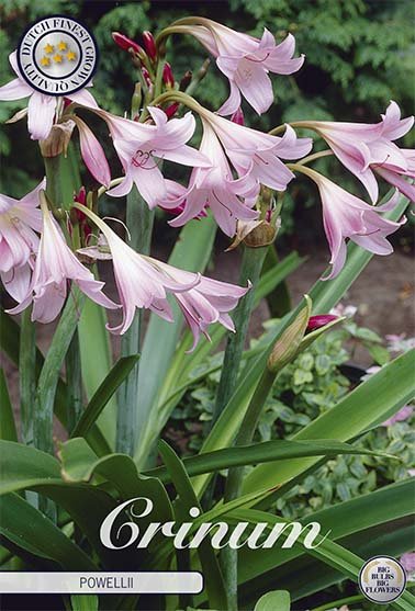 Kald jord scrinum-Crinum Powelii 1-pakning