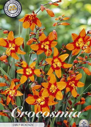 Montbretia-Crocosmia Emily Mckenzier 10-pakning