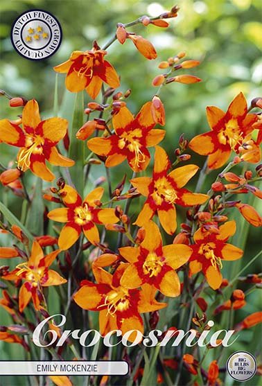 Montbretia-Crocosmia Emily Mckenzier 10-pakning