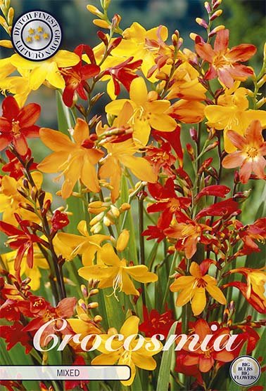 Montbretia-Crocosmia Blandet 15-pakning