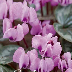 Dverg Cyclamen-Cyclamen Coum 2 pakke