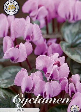 Dverg Cyclamen-Cyclamen Coum 2 pakke