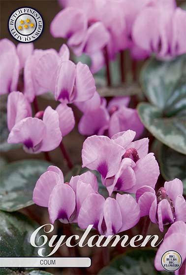 Dverg Cyclamen-Cyclamen Coum 2 pakke