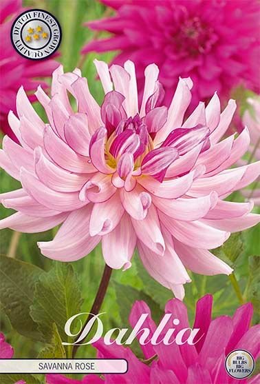 Dahlia Cactus Savanna Rose 1-pakning