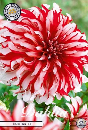 Dahlia Dekorativ Catching Fire 1-pack